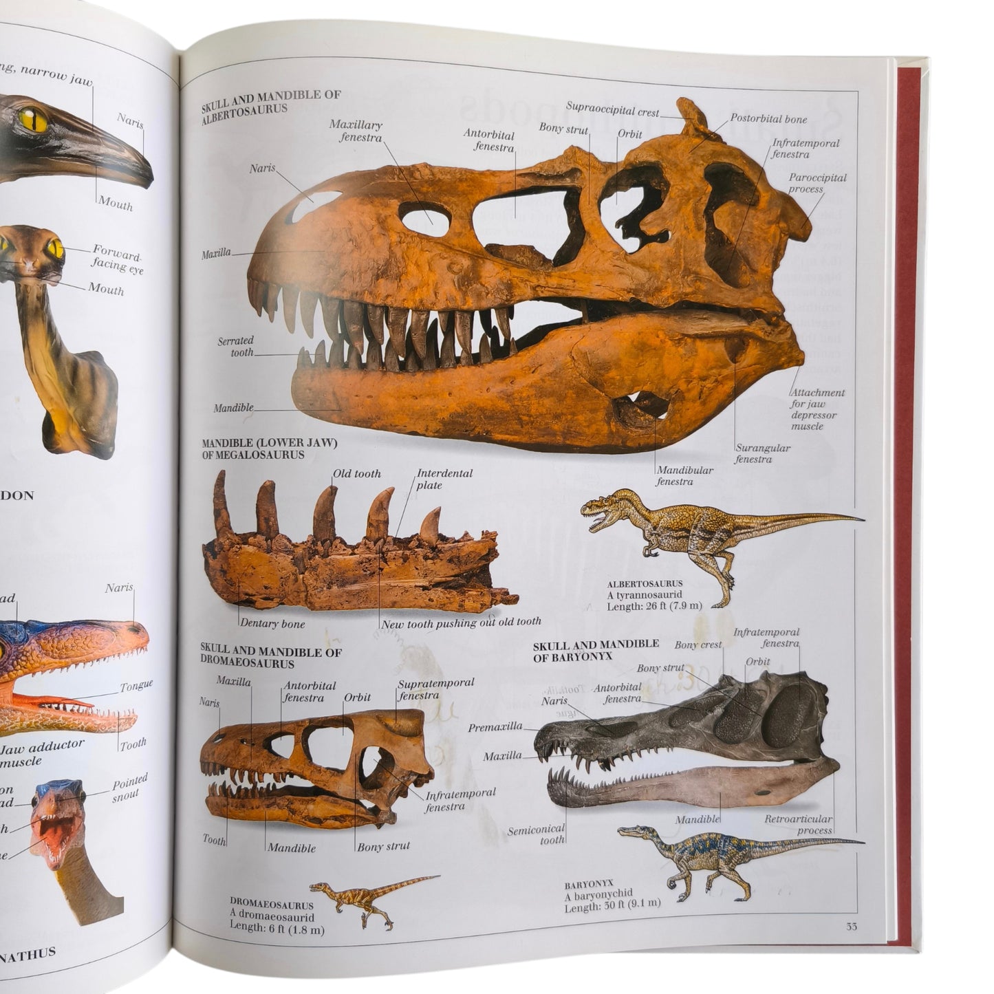 Libro de Dinosaurios - The Visual Dictionary of Dinosaurs