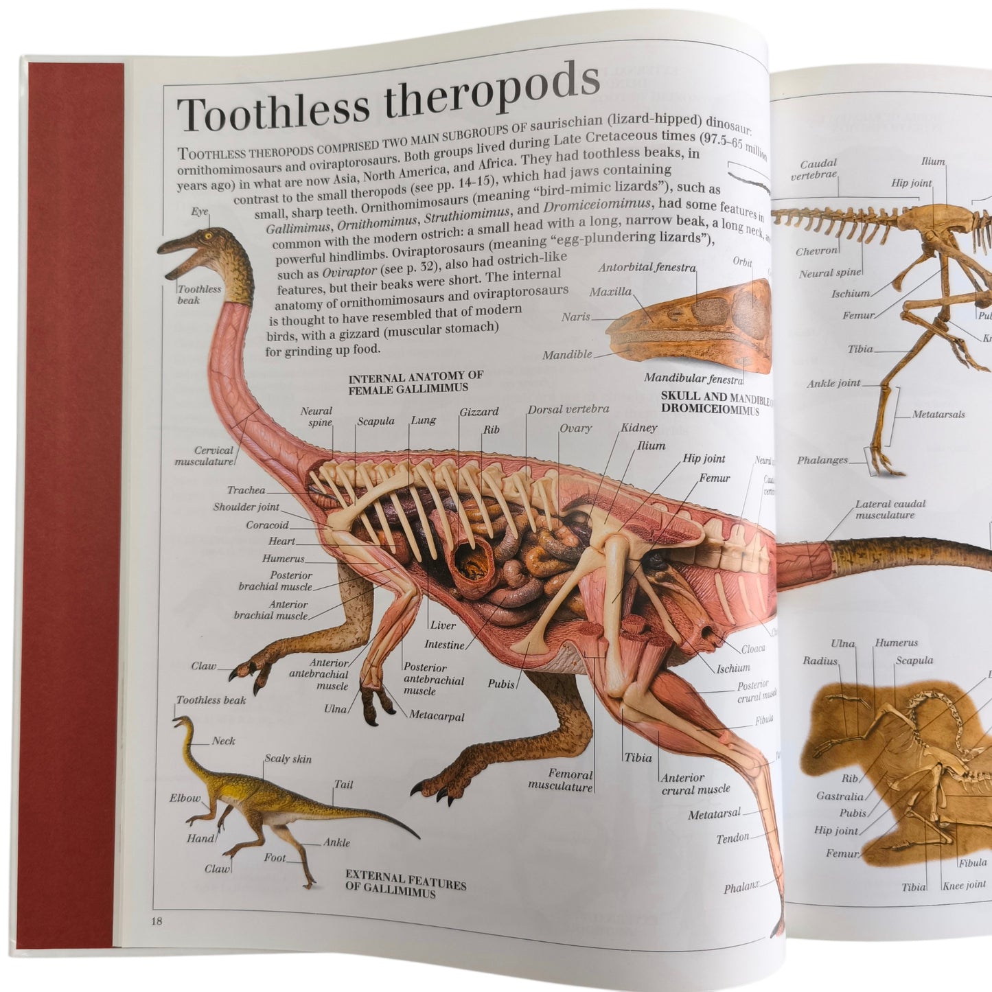 Libro de Dinosaurios - The Visual Dictionary of Dinosaurs