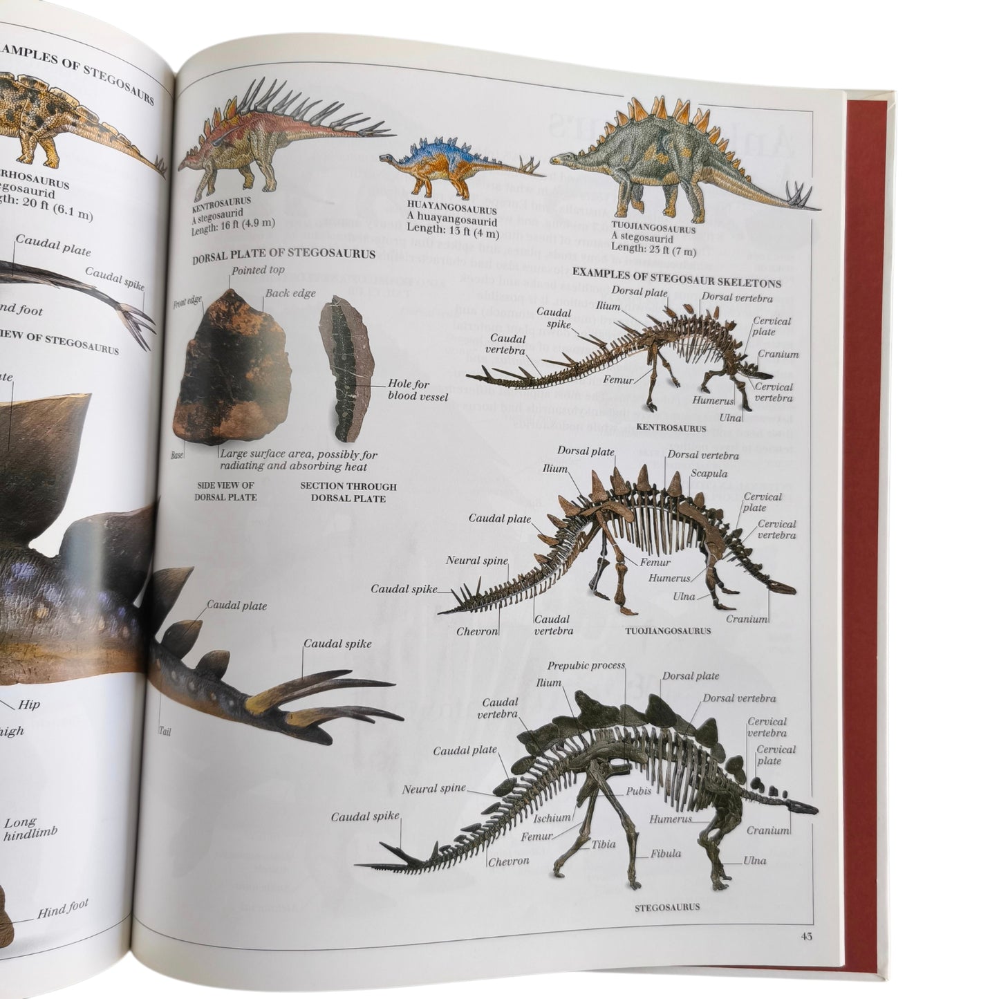 Libro de Dinosaurios - The Visual Dictionary of Dinosaurs