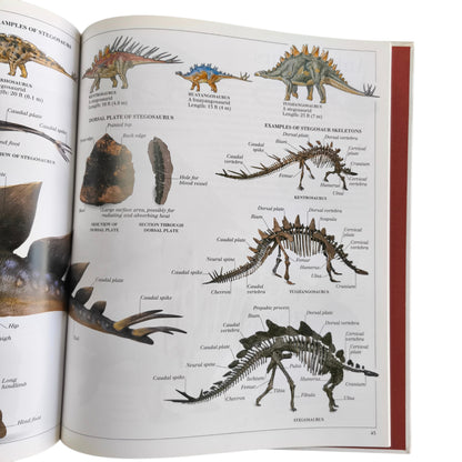 Libro de Dinosaurios - The Visual Dictionary of Dinosaurs