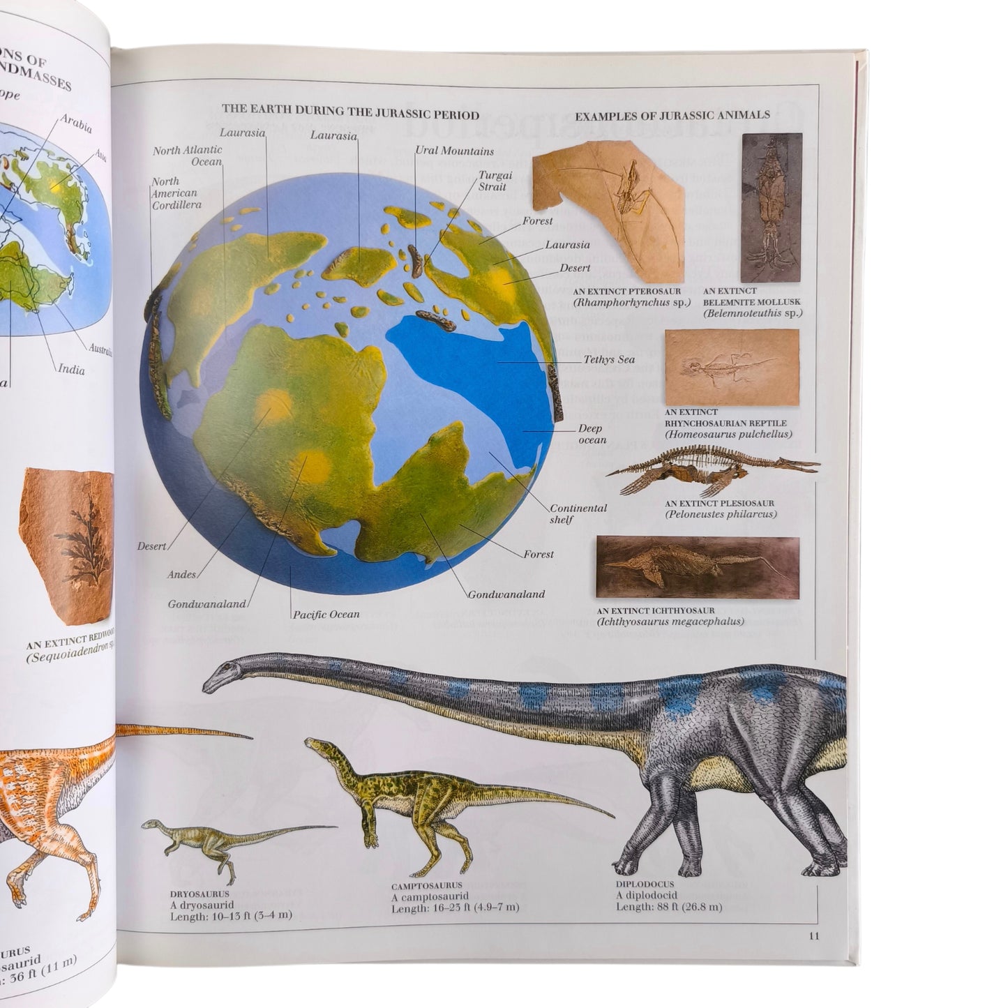 Libro de Dinosaurios - The Visual Dictionary of Dinosaurs