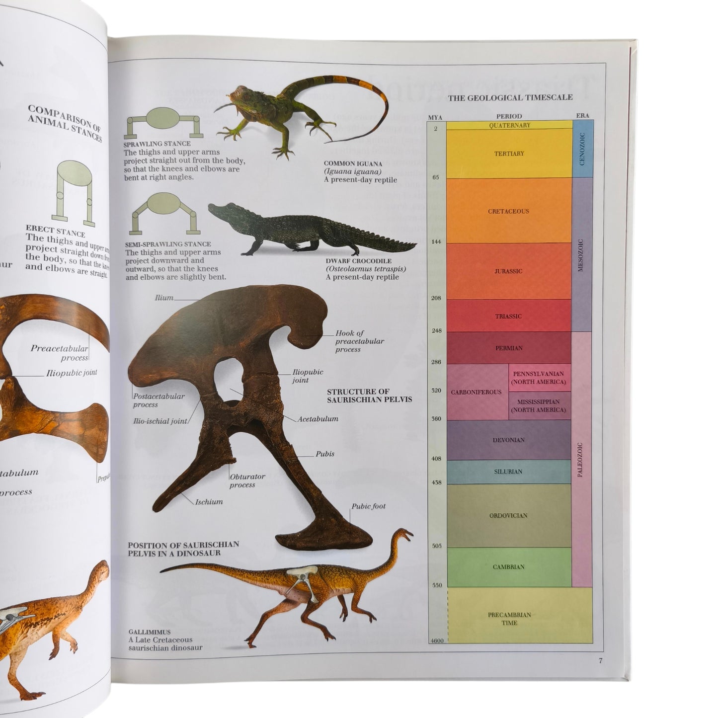 Libro de Dinosaurios - The Visual Dictionary of Dinosaurs